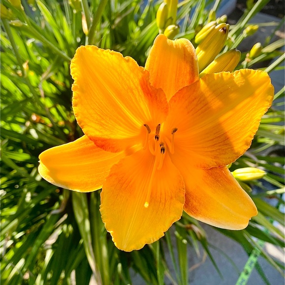 Meet your Posher, Daniela - Picture 1 of 1